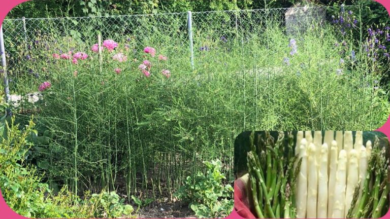 Onde Encontrar Espargos para Plantar
