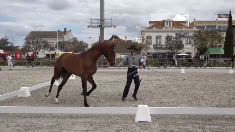 Poldros Lusitanos à Venda: Oportunidades Imperdíveis