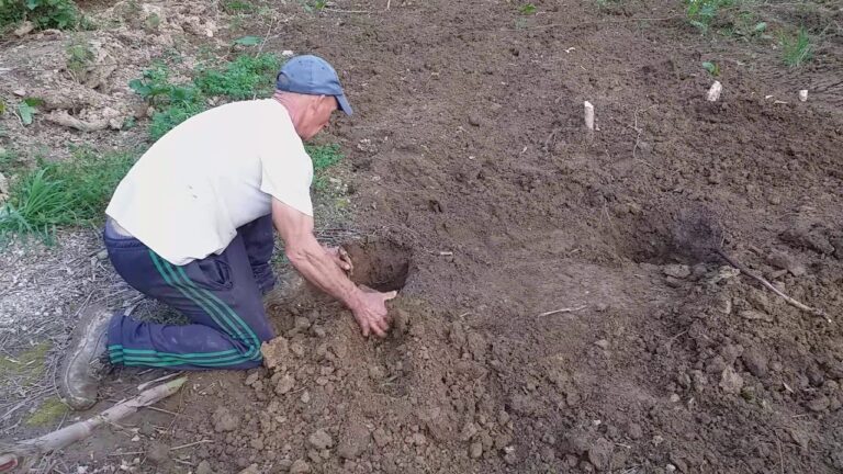 Guia Prático para Plantar Videiras de Uvas de Mesa
