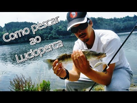Melhores Iscos para Pesca de Lucioperca