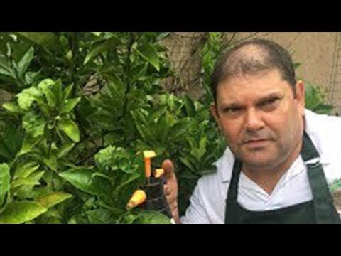 Melhores Pr&aacute;ticas para o Tratamento de Laranjeiras e Limoeiros