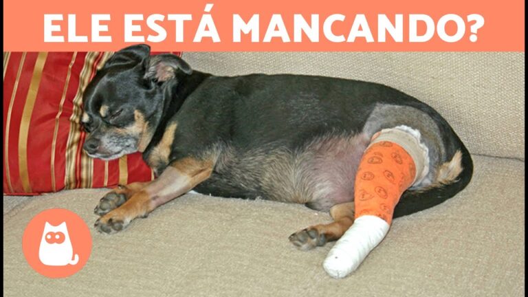 Causas e Tratamentos da Coxeia da Pata Traseira