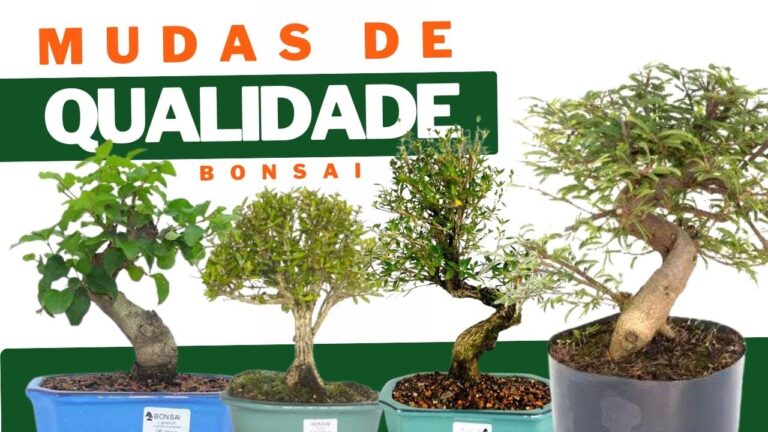 Melhores Dicas para Comprar Mudas de Bonsai