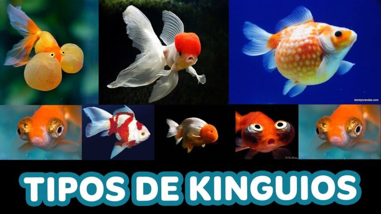 Kinguio: Explorando as Diversas Raças e Suas Características