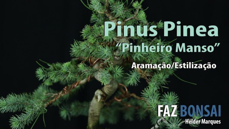 Onde Comprar Pinheiros Mansos: Guia Completo