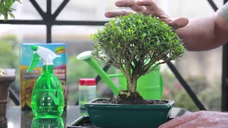 Guia Pr&aacute;tico para Tratar Bonsai com Sucesso