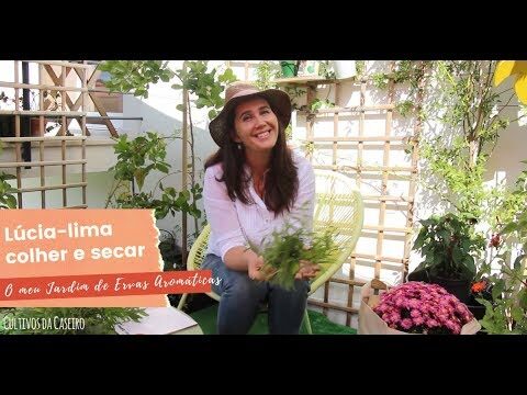 Lucia Lima e a Arte da Árvore