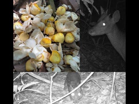 A Beleza e Importância da Flôr das Antas