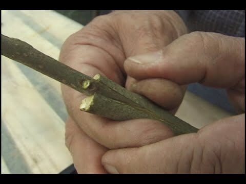 Garfos para Enxertia: Técnicas e Vantagens