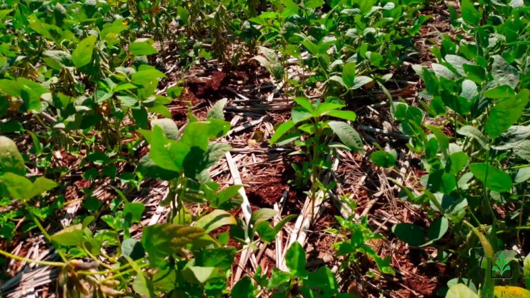 Escape das Plantas: Libertando-se das Amarras Naturais